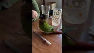 Square Head Walk Green Cheek Conure parrot greencheekconure conure birds pets [upl. by Dier]