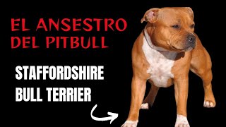 El ANSESTRO DEL PITBULL 💯 Staffordshire Bull Terrier 💂 [upl. by Nylahsoj]