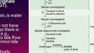 Biochemistry  Heme Degradation [upl. by Alesram]