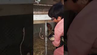 Aseel murga recovery after injury chicken pets aseel [upl. by Nahc]