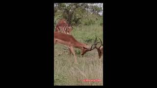 Deers fighting in the bush [upl. by Sadowski]