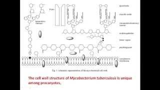 Membrane lipid content of Mycobacterium tuberculosis [upl. by Verina]