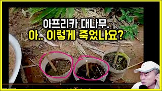 아프리카 대나무의 최대 위기가 왔다 대나무 죽은거야  세네갈에는 오직 한 종의 대나무만 abyssinica 종 대나무학명학명표기법 [upl. by Satsoc]