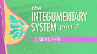 The Integumentary System Part 2  Skin Deeper Crash Course Anatomy amp Physiology 7 [upl. by Gessner]