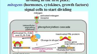 344 Retinoblastoma Rb Oncogene Gene Encodes Regulatory Subunit of a Transcription Factor [upl. by Ollayos]