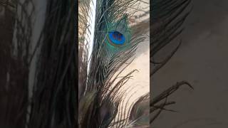 Peacock Feathers peacock feather krishna beautiful birdslover shortsfeed ytshorts [upl. by Patman]