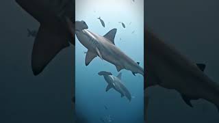 Hammer shark facts shark science gkfacts gk trending viralvideo video shorts ssccgl [upl. by Adnavoj]