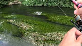 Barbel fishing in London [upl. by Cairns]