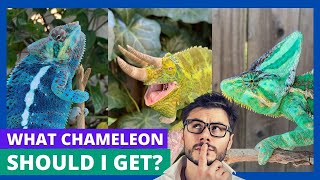 Chameleon Species Showdown Find Your Ideal Pet [upl. by Esyak334]