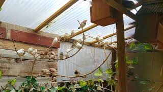 My Aviaries Today  4th November  Cockatiels Finches Budgies and Parakeets [upl. by Inatirb]