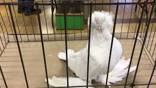 Giant Hungarian House pigeon Rhinebeck Pigeon show [upl. by Groves]