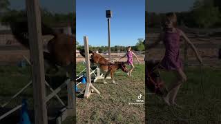 Miniature horse jumping Cute animal video [upl. by Nerine58]