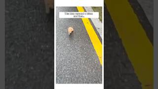 Man Rescued a Kitten that was abandoned and this happened animalshorts [upl. by Assilram803]