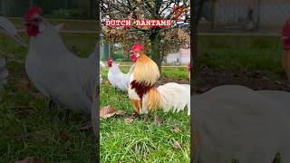 Majestic DUTCH BANTAM roosters crowing bantams bantamchickens dutchbantams rooster chickens [upl. by Gottfried]