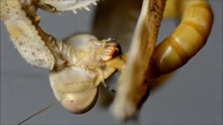 Parasphendale sp comiendo  Parasphendale sp feeding [upl. by Eerual]