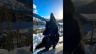 Australian KELPIE amp SWISS WINTER ❄️🐕‍🦺swisslandscapeskelpieaustraliankelpiemountainsambience [upl. by Ahiel]