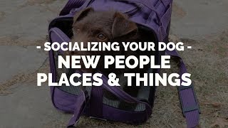 How to Socialize Your Dog to New People Places or Things with Michael Ellis [upl. by Regen]