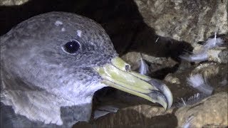 Pardela cenicienta mediterránea Calonectris diomedea Scopoli’s Shearwater [upl. by Bryna]