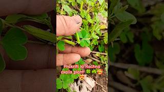 Oxalis plant ☘️🍀😍🥰😍🥰nature prakriti plants gardening shorts short youtubeshorts viralshorts [upl. by Yortal]