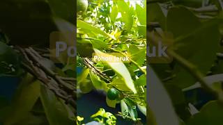 kebunjeruk seputarpertanian berkebun tanamjeruk buah petikjeruk [upl. by Jenette]