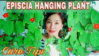 Episcia Hanging Plants Care Tips Gee Channel [upl. by Malilliw486]