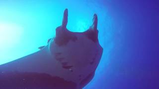 Mantas Revillagigedo HD 720p [upl. by Oirevas]