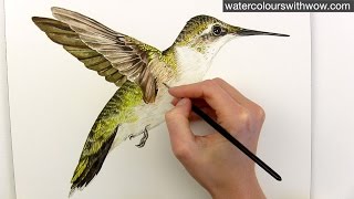 How to paint realistic hummingbird feathers in watercolor by Anna Mason [upl. by Okiman]