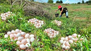 Wow Different than before I recently collected a lot of duck eggs along the creek [upl. by Howlan]