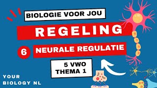 5 vwo  Regeling  6  Neurale regulatie [upl. by Leirud]