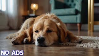 Healing Music for Dogs  20 Hours of Relaxing Melodies to Keep Your Dog Asleep🎵🐶 [upl. by Luke]