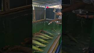 Arapaima fish feeding in Kerala 🐟🐠 Kerala Arapaima FishFeeding giantfish [upl. by Nason]