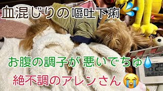 【シニア犬16歳4ヶ月】弱っていく一方で・・・ [upl. by Hillel844]