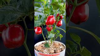 Tips to care and restore bell pepper plants many fruits and easy for beginners grow shorts [upl. by Elwira]