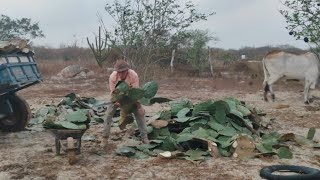 VAQUEIRO JOÃƒO DO Ã“ SE ACORDA DE MADRUGADA PORQUE A LUTA E PESADA ALIMENTANDO SEUS ANIMAIS [upl. by Onitnelav238]