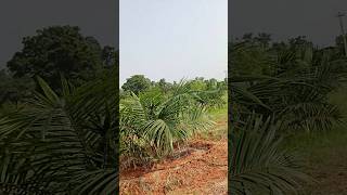 Ma palm oil thota [upl. by Musihc854]