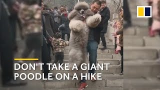 Chinese man carries his 35kg giant poodle down a mountain [upl. by Schwejda180]