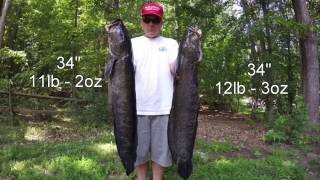 Best Snakehead Bowfishing Video Ever  GIANT Potomac River Snakeheads [upl. by Alael]