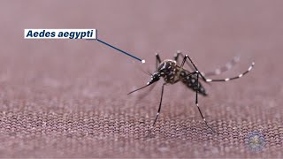 Invasive Aedes aegypti Mosquitoes Detected in Santa Clara County [upl. by Annabel]