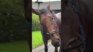 Racehorse makes his Owner Chilled 😎 horseracing racingpost horseowner [upl. by Ransom38]