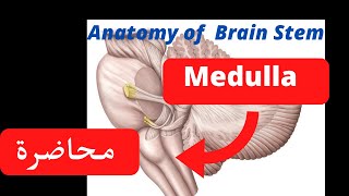 Anatomy of Medulla oblongata شرح [upl. by Aetnahc844]