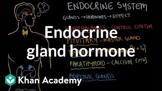 Endocrine gland hormone review  Endocrine system physiology  NCLEXRN  Khan Academy [upl. by Sturdivant]