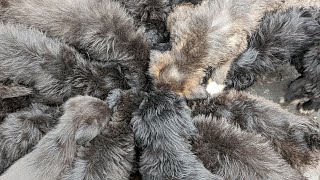 Litter of Labradoodle Puppies [upl. by Esined]