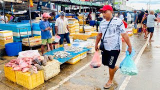 The Biggest Fish Market Of Srilanka  Negombo Fish Market [upl. by Olocin159]