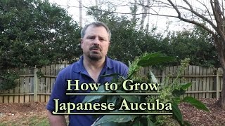 How to grow Japanese Aucuba Evergreen Shade Shrub [upl. by Dorcas]