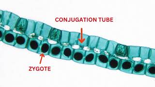 SPIROGYRA ALGAE FILAMENTOUS ALGAE photosynthesis biology information filament education sci [upl. by Temirf]