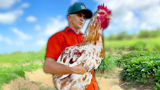 Farmer Accidentally Raises Giant Chicken [upl. by Jarus]