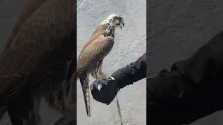 Russian family falcon peregrine falconery birds eagles birdofpreyperegrine wildlife [upl. by Lolita]