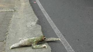 Threetoed sloth crossing the road in Costa Rica [upl. by Nich]