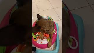 🐶👍🏼you have baby but I have Rusty❤️🐶 funny cutebaby baby funnycute funnymoment [upl. by Norrag]