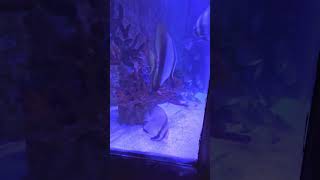 Striped fish fish fishes fishtank fishtankvlog oceanarium aquarium manila philippines [upl. by Anitrebla]